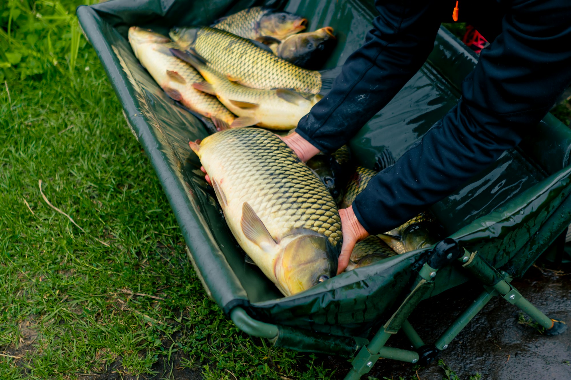 close-up of fishermen looking at big catch fish holding carp fish in hands sport fishing
